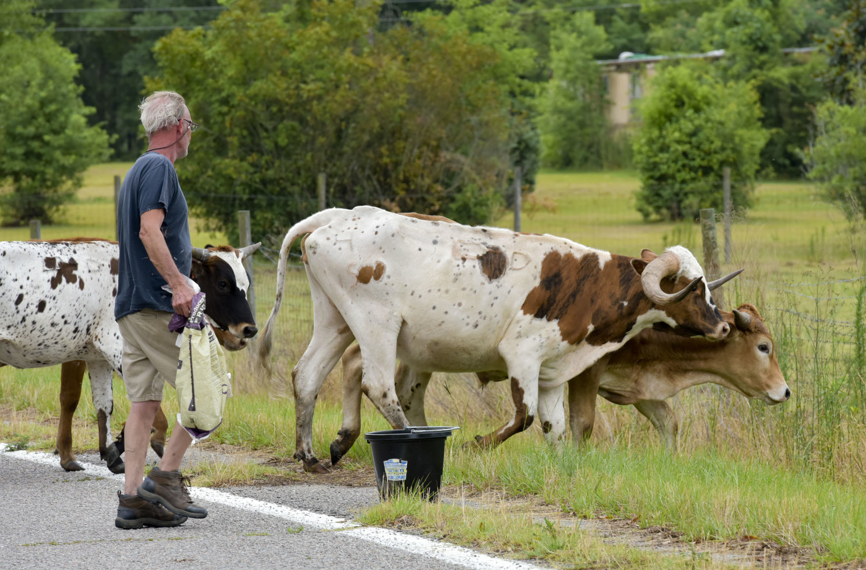 Cattle on the Loose